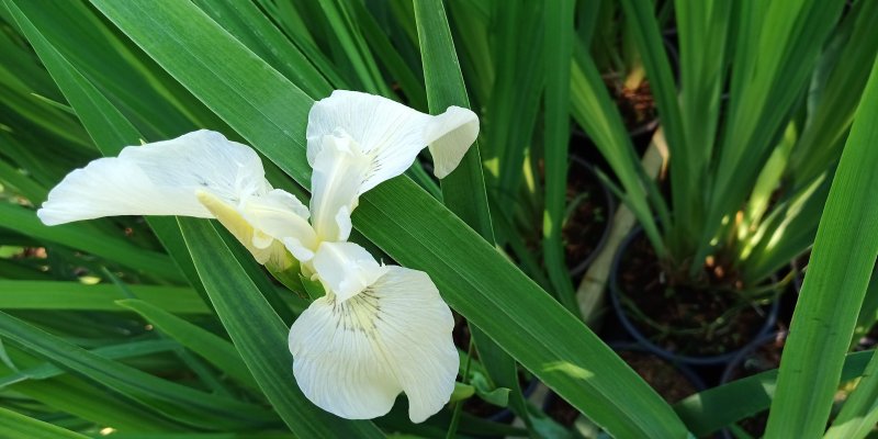 Iris pseudacorus 'Creme de la Creme' Keltakurjenmiekka